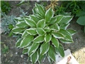 hosta